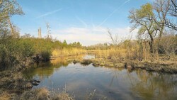 Derzeit ist das Wasser in der Lobau wieder gut gefüllt. (Bild: www.kurt-kracher.at)