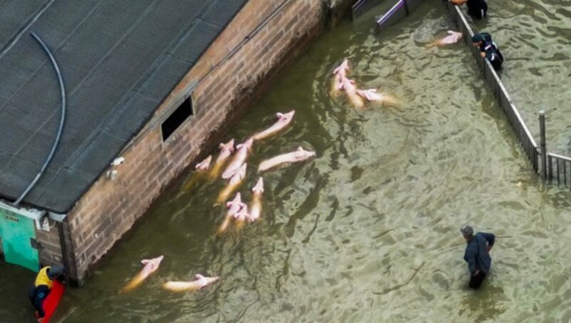 Ein Bauer bringt seine Schweine in Sicherheit. (Bild: Andreas SOLARO / AFP)