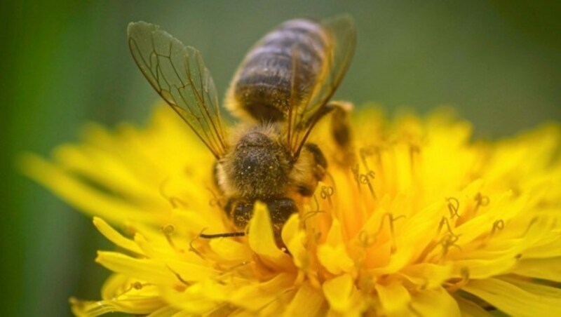 Gelb-blühende Wiesen mit Löwenzahn sprechen nicht für Artenreichtum, weiß Biologe Gernot Kunz. (Bild: Sepp Pail)