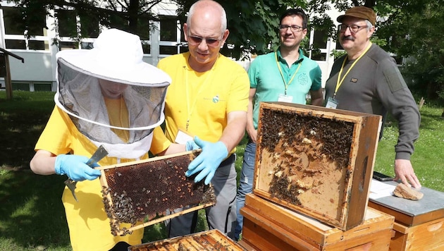 Schauplatz Schattendorf: Erfahrene Bienenzüchter gewähren den 21 Jugendlichen aus ganz Österreich Einblick ins Wesen der Imkerei. Herbert Grafl (re.) hat den Wettbewerb im Bezirk Mattersburg organisiert. (Bild: Judt Reinhard)