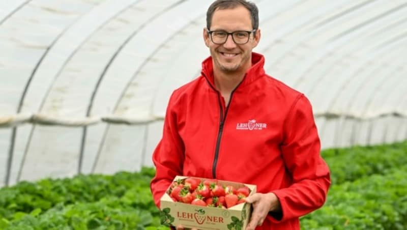 Beim Beerenstadl von Juniorchef Lukas Lehner können die süßen Erdbeeren selbst gepflückt werden. (Bild: Dostal Harald)