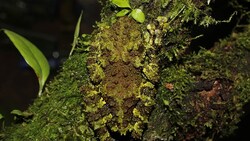 Gut getarnt: Die Froschart Theloderma khoii aus dem Norden Vietnams - hätten Sie ihn entdeckt? (Bild: WWF/Ngyuen Thien)