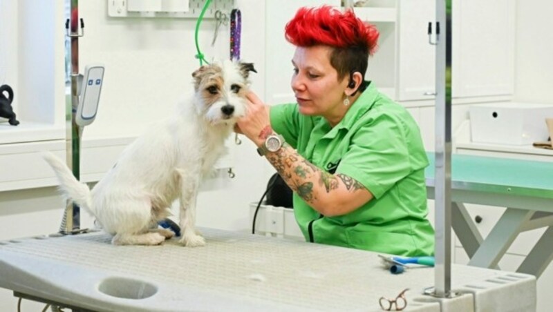 Zwei Hundefriseurinnen kümmern sich um die Pflege der Vierbeiner. (Bild: EVELYN HRONEK)