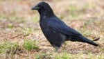 Krähen sind laut Landwirtschaftskammer heuer „außergewöhnlich zerstörerisch aktiv“ (Bild: Patrick Huber)
