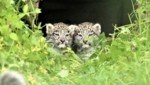 Noch haben die beiden Schneeleoparden keine Namen. (Bild: APA/ZOO SALZBURG)