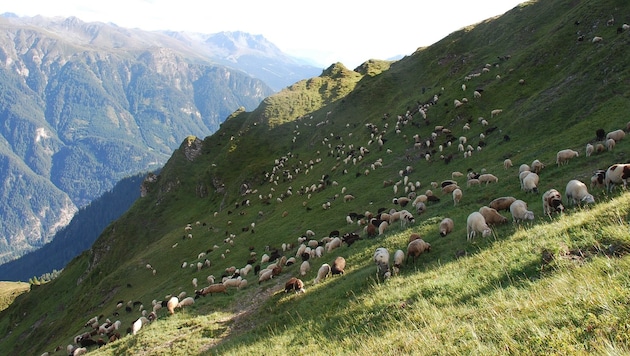 Schafherde auf einer Almweide in Tirol: Diese Regionen sind laut Regierung „nicht schützbar“ (Bild: Land Tirol)