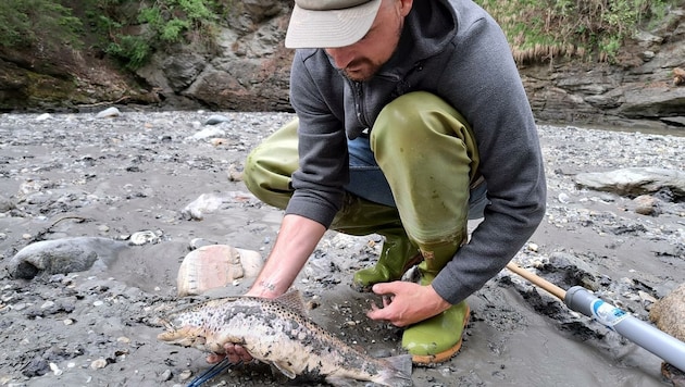 Die Fischer entdeckten tausende tote Fische in der Sill. (Bild: Fischereiverband Tirol)