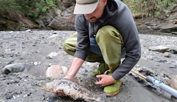 Die Fischer entdeckten tausende tote Fische in der Sill. (Bild: Fischereiverband Tirol)