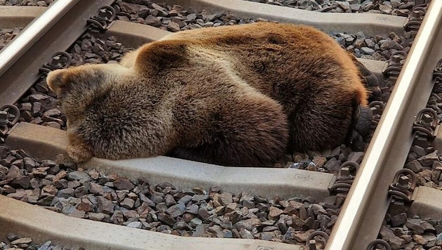 Das Tier war Dienstagmorgen mit einem Zug zusammengestoßen. Es starb noch an der Unfallstelle. (Bild: APA/LAND SALZBURG/ÖBB)