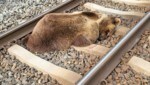 Der arme Bär, der in Salzburg von einem Zug erwischt wurde (Bild: APA/LAND SALZBURG/ÖBB)