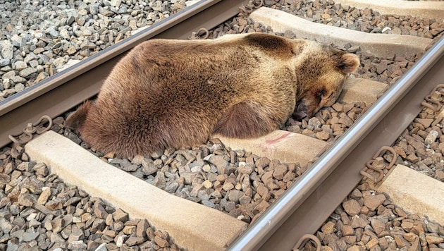 Der arme Bär, der in Salzburg von einem Zug erwischt wurde (Bild: APA/LAND SALZBURG/ÖBB)