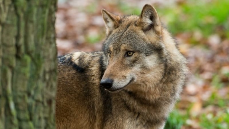 Beim Thema Wolf sucht Landwirtschaftsminister Norbert Totschnig Partner in anderen EU-Staaten (Bild: Ralph Frank)