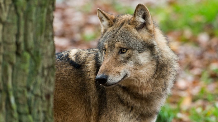 Beim Thema Wolf sucht Landwirtschaftsminister Norbert Totschnig Partner in anderen EU-Staaten