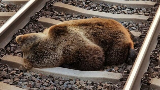 Der Bär starb auf den Gleisen in Schwarzach. (Bild: APA/LAND SALZBURG/ÖBB)