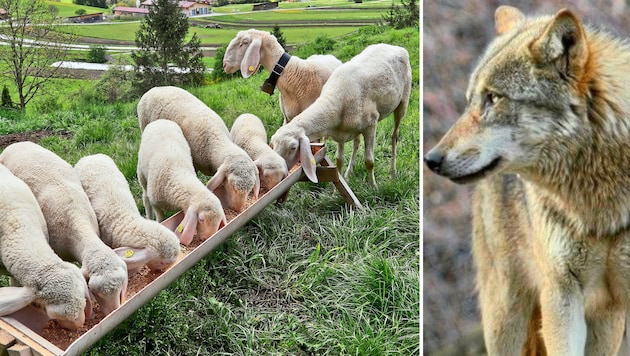 Herdenschutzmaßnahmen sind für Wölfe nicht wirklich ein Hindernis, gibt Bauernbundchef Raggl zu bedenken. (Bild: Christof Birbaumer (Symbolbild))