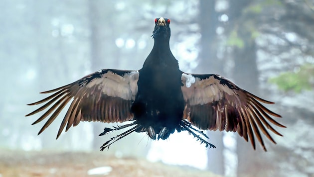 Einem Auerhahn soll es ohne Kontrolle von anerkannten Umweltorganisationen an den Kragen gehen. Die Bezirkshauptmannschaft betont, rechtmäßig gehandelt zu haben. (Bild: Heinz Toperczer)