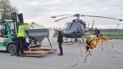 Mit dem Hubschrauber versucht man, die fliegenden Plagegeister schon im Larvenstadium zu bekämpfen. Doch diese sind oft schneller - und in der Mehrzahl ... (Bild: mta-gelsen.at, stock.adobe.com, Krone KREATIV)