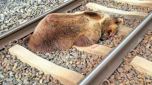 Anfang vergangener Woche war ein Braunbär auf einer Bahnstrecke in der Nähe von Schwarzach von einem Zug erfasst und getötet worden. (Bild: APA/LAND SALZBURG/ÖBB)