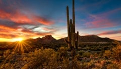 Kakteen und Wüstenblumen machen aus der kargen Landschaft ein Pflanzen-Eldorado. (Bild: Chrisfloresfoto - stock.adobe.co)