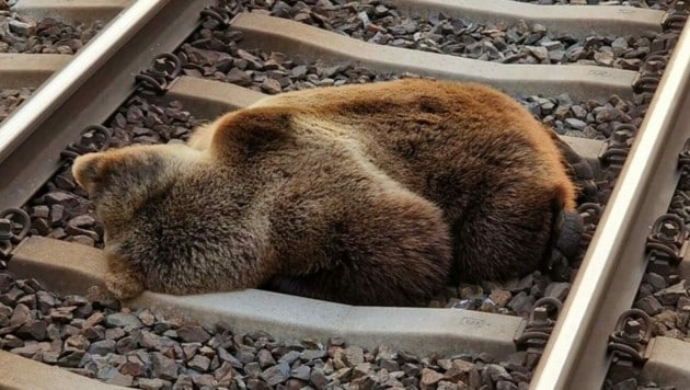 Der in Salzburg von einem Zug erfasste Bär war nachweislich auch in Brandenberg und höchstwahrscheinlich auch in der Wildschönau unterwegs. (Bild: APA/LAND SALZBURG/ÖBB)