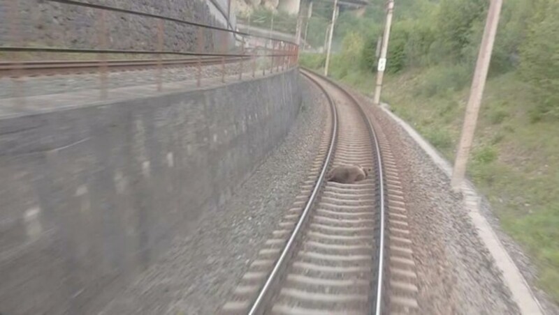 Der tote Bär lag auf den Gleisen. (Bild: APA/LAND SALZBURG/ÖBB)