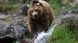 Wenn Bär Aragon im Tiergarten Salzburg einmal stirbt, kommt auch er in die Pathologie. (Bild: Tröster Andreas)