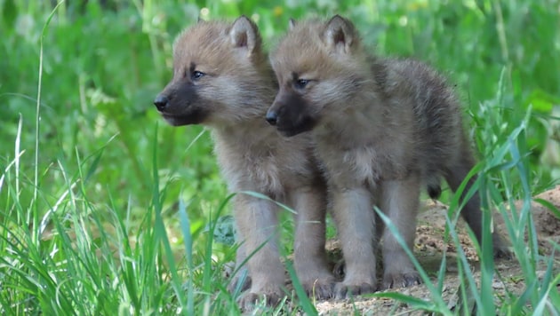 Wolf pups have been observed for the first time north of Lake Walen in nearby Switzerland. (Bild: Martha Moritz)