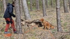 „Nori“ arbeitet mit seinem Herrchen im Wald und erschnüffelt Dinge, die Bäume schädigen können. (Bild: Unterberger/ arbsolutions)