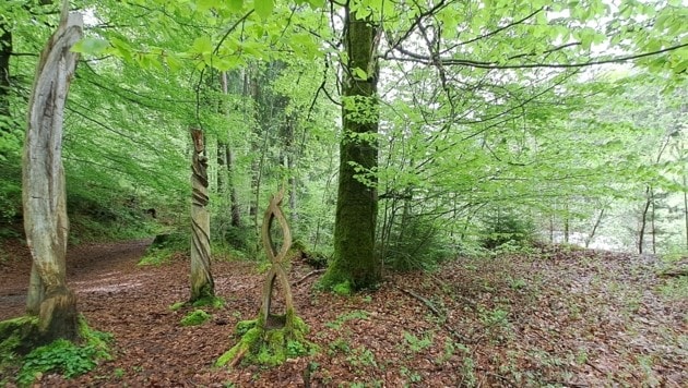 Pista forestal (Imagen: Rubina Bergauer)