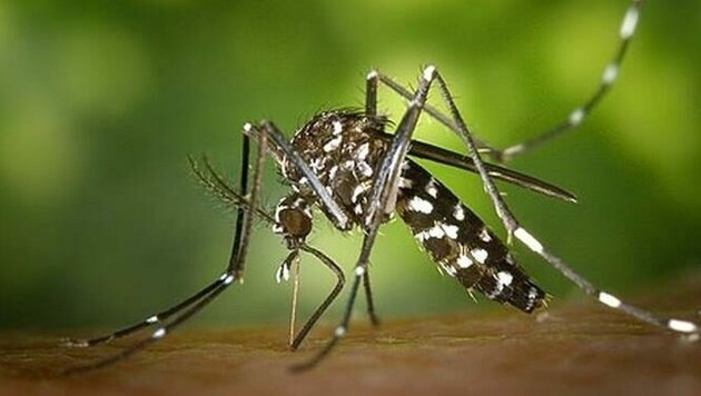 Tagaktiv, besonders aggressiv und überträgt Krankheiten: Asiatische Tigermücken auf Expansionskurs in Österreich. (Bild: Public Health Image Library)