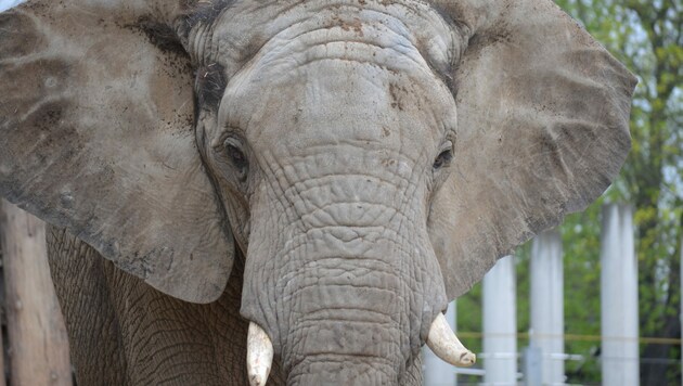 Die Zeit, da jede und jeder die Elefanten in Schönbrunn mit Namen kannte, ist vorbei. (Bild: APA/ZOO HALLE)