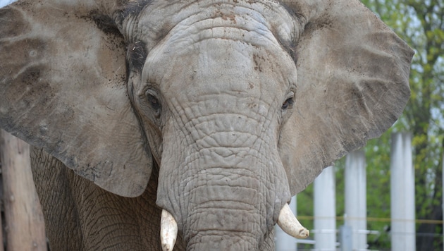 Der afrikanische Elefantenbulle kehrte am Donnerstag nach Hause zurück. In den kommenden Tagen soll er auf die vier Elefantenkühe treffen. (Bild: APA/ZOO HALLE)