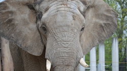 Der afrikanische Elefantenbulle kehrte am Donnerstag nach Hause zurück. In den kommenden Tagen soll er auf die vier Elefantenkühe treffen. (Bild: APA/ZOO HALLE)