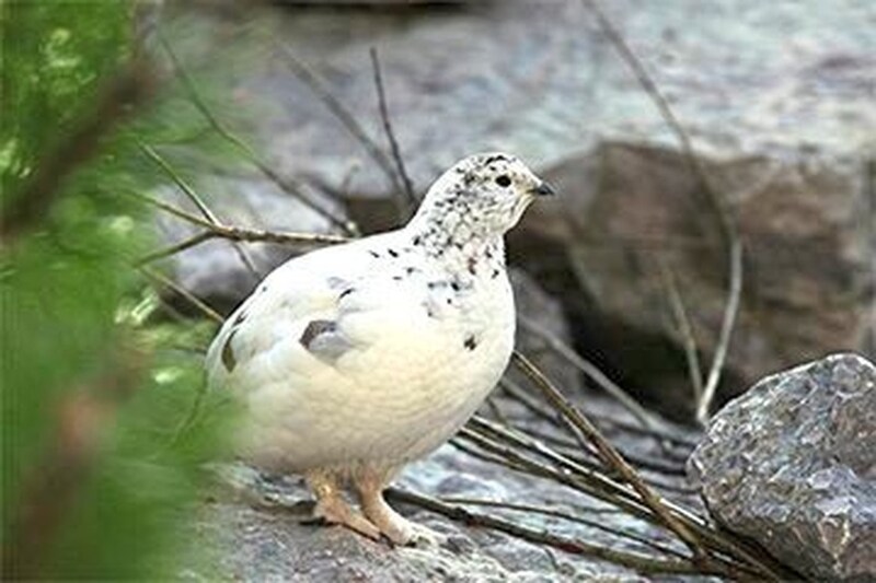 Die Raufußhühner, insbesondere das Schneehuhn, sind massiv bedroht. (Bild: Alpenzoo Innsbruck, Krone KREATIV)