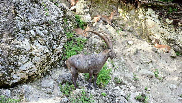 Stellt sich ein Steinbock in den Weg, gibt es ein Problem. (Bild: Wolfgang Spitzbart)