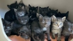 Im Frühjahr startet die Kitten-Saison. Weil sich nicht alle an die Kastrationspflicht halten, vermehren sich die Tiere unkontrolliert. (Bild: Kärntner Tierschutzverein Villach)