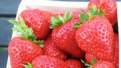 Aus botanischer Sicht zählen Erdbeeren zu den Sammelnussfrüchten. Sie bestehen zu 90 Prozent aus Wasser. (Bild: Judt Reinhard)