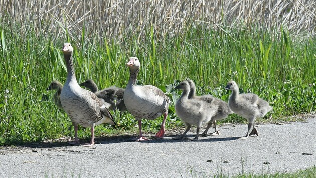 Für die Gänse war heuer das wenige Wasser Grund genug, nicht so ausgiebig wie normal zu brüten. Dementsprechend gibt es weniger Gössel im Seewinkel. (Bild: Huber Patrick)