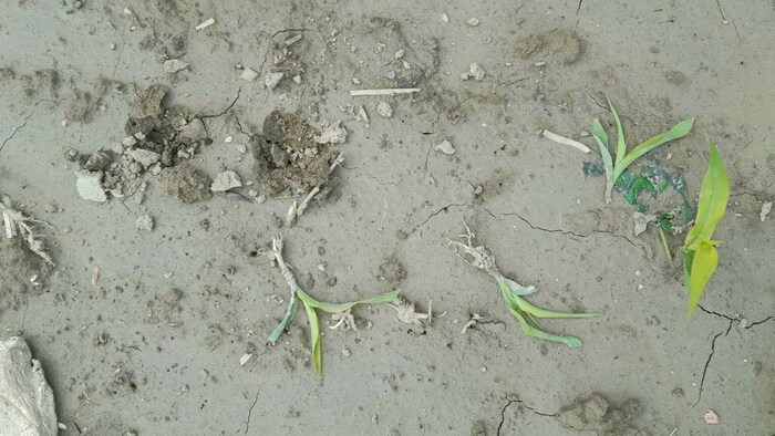 Krähen haben es vor allem auf junge Maispflanzen abgesehen.