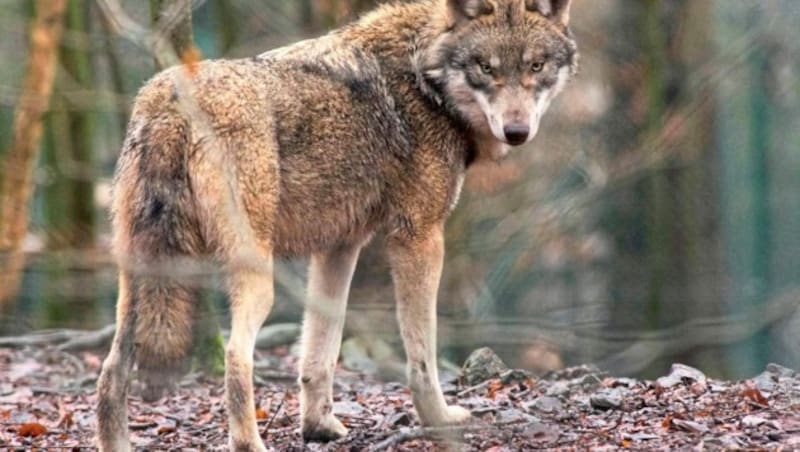 Legendenumwoben und wieder stärker in Kärntens Wäldern und auf den Almen zuhause: der Wolf. (Bild: AFP)