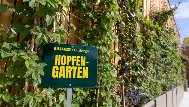 Hopfen wächst in der warmen Jahreszeit sehr schnell - am Ende des Sommers wird die Fassade dann geerntet und zu Bier gemacht. (Bild: Harald Klemm)