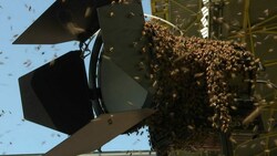 Hunderte Bienen stürzten sich auf einen Lichtstrahler der TV-Stationen. (Bild: Screenshot „Sky“)