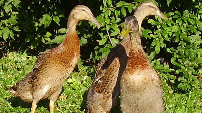 Laufenten sind Schneckenfänger – aber nicht jeder will oder kann die Tiere halten (Bild: Franz Crepaz)