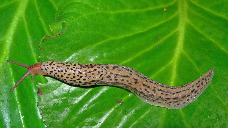 Der Tigerschnegel verteidigt sein Reviert auch gegen die roten Wanderschnecke (Bild: naturschutzbund/Stefan Kwitt)