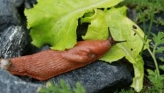 Kaum ein Garten ist vor den hungrigen Mäulern sicher (Bild: Hronek Eveline)