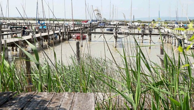 Der Wasserstand am Neusiedler See ist zuletzt wieder nach oben gegangen. (Bild: Reinhardt Judt)