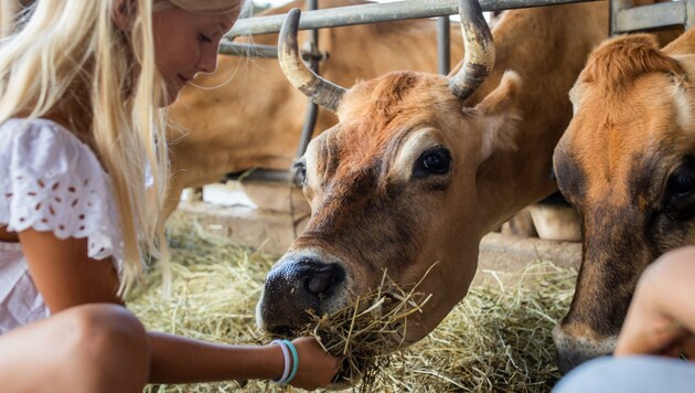 Urlaub am Bauernhof ist weiter stark im Kommen. Tiere füttern, Hühnereier einsammeln, bei der Heu- oder Obsternte helfen und Traktorfahren gelten als die beliebtesten Aktivitäten. (Bild: Michael Groessinger)