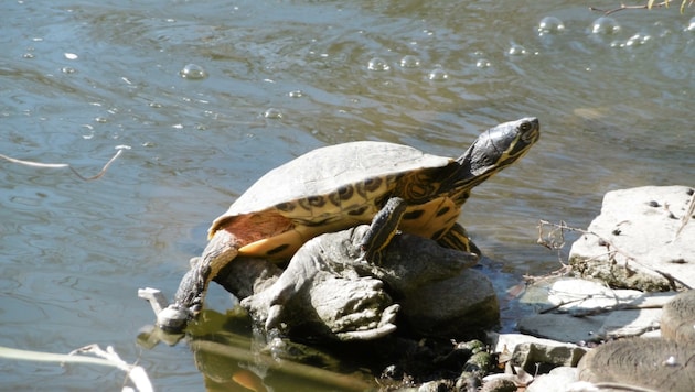 Aus Amerika zu uns gelangt ist die Schmuckschildkröte. (Bild: www.reptilienzoo.at)