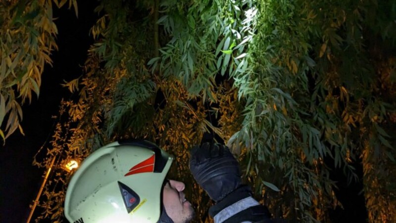 Der „Aussreisser“ hatte es sich in mehreren Metern Höhe auf einem Baum gemütlich gemacht. (Bild: zoom.tirol)