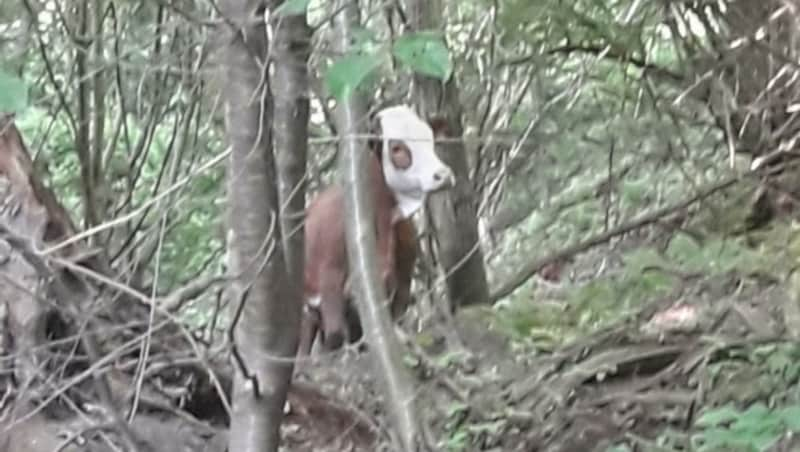 In einem Waldstück war der abenteuerliche Ausflug des Kalbes dann zu Ende. Jetzt ist es wieder auf der Weide. (Bild: FF Gloggnitz)